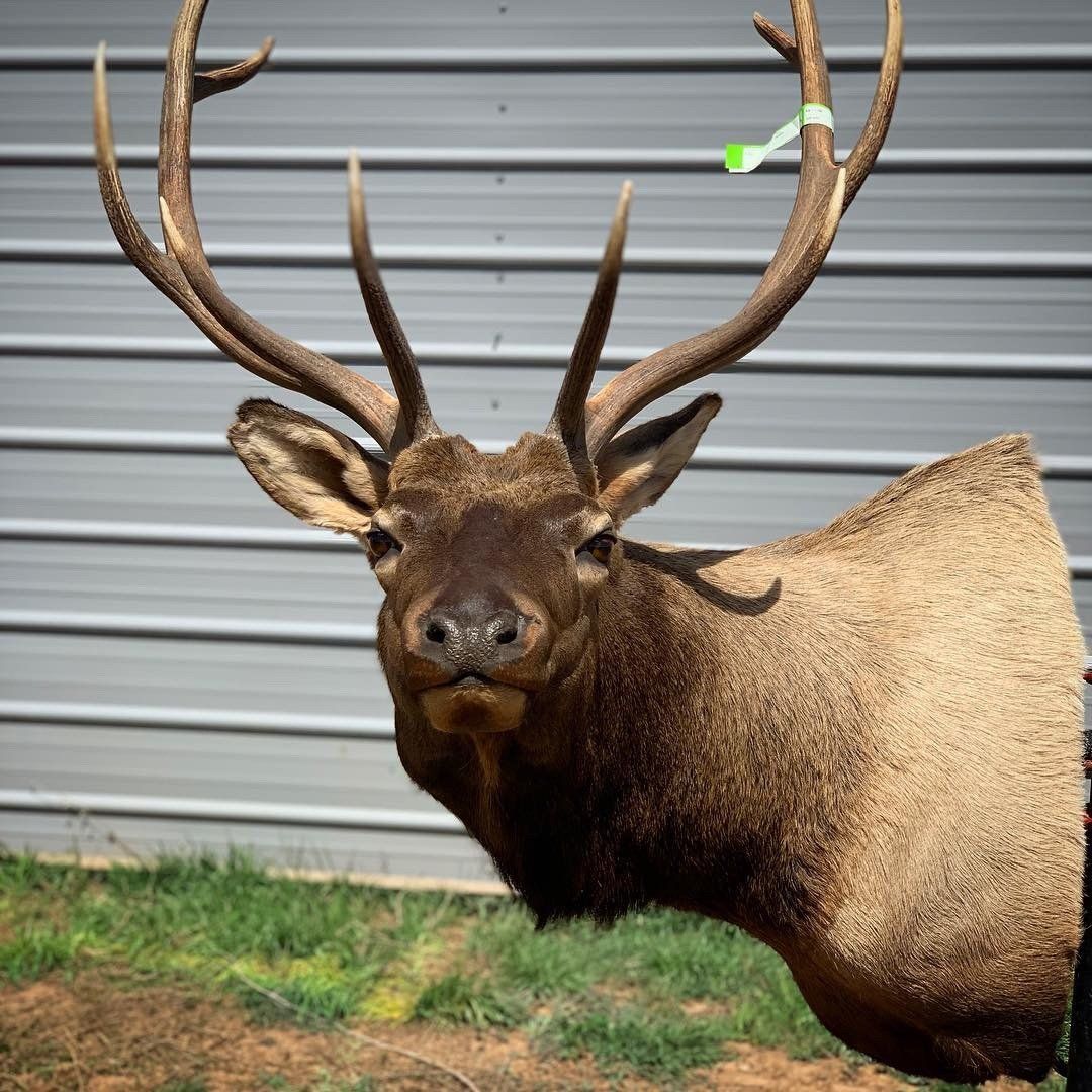 A close up of a deer 's head with antlers