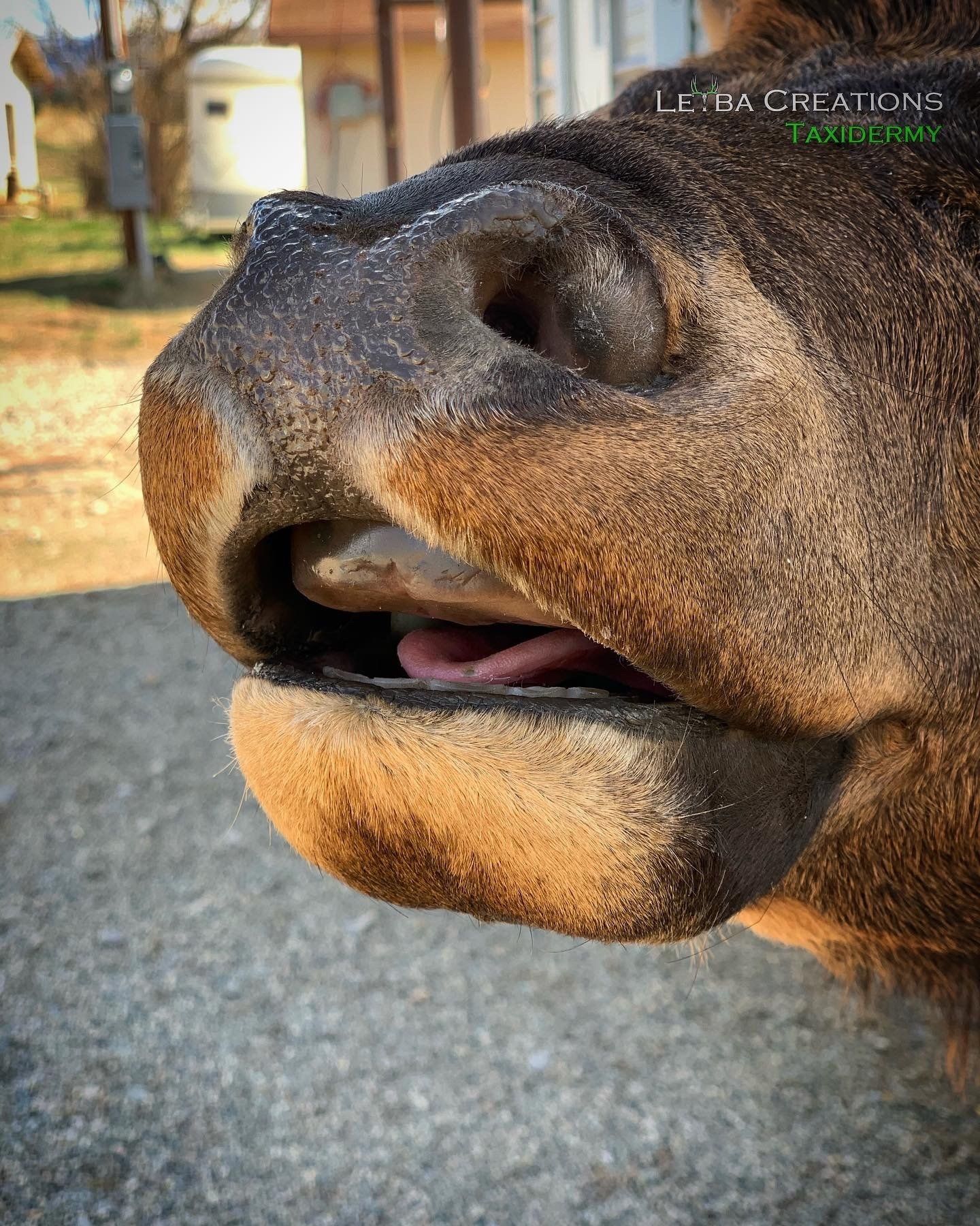 A close up of a horse 's mouth with its tongue out.