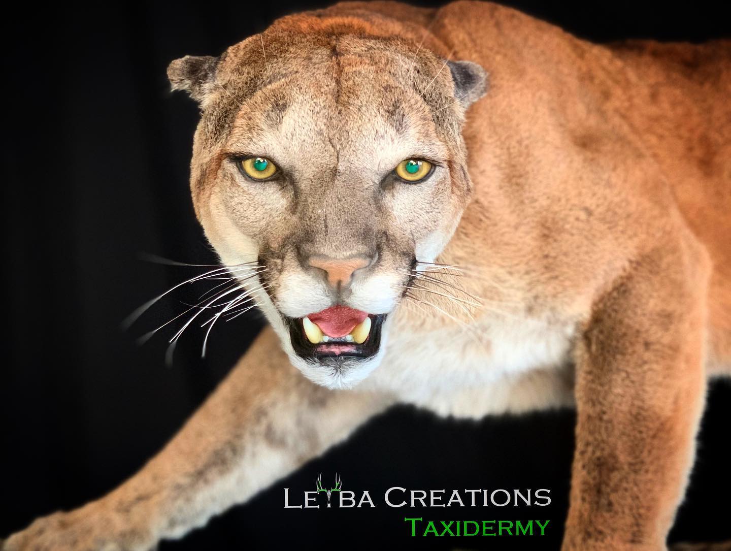 A close up of a stuffed mountain lion with its mouth open