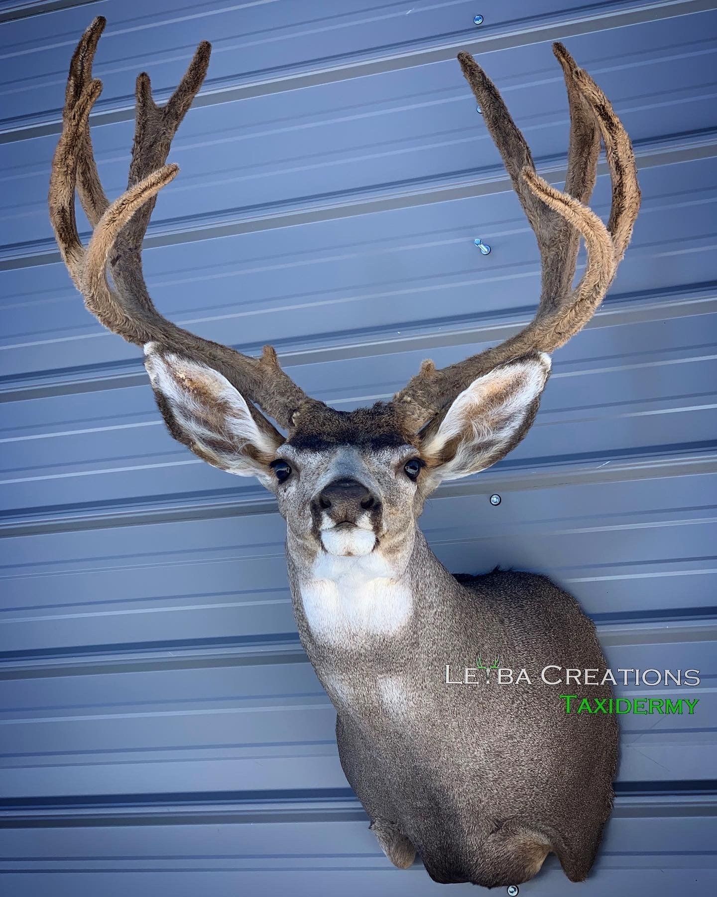A deer head is mounted on a wall.