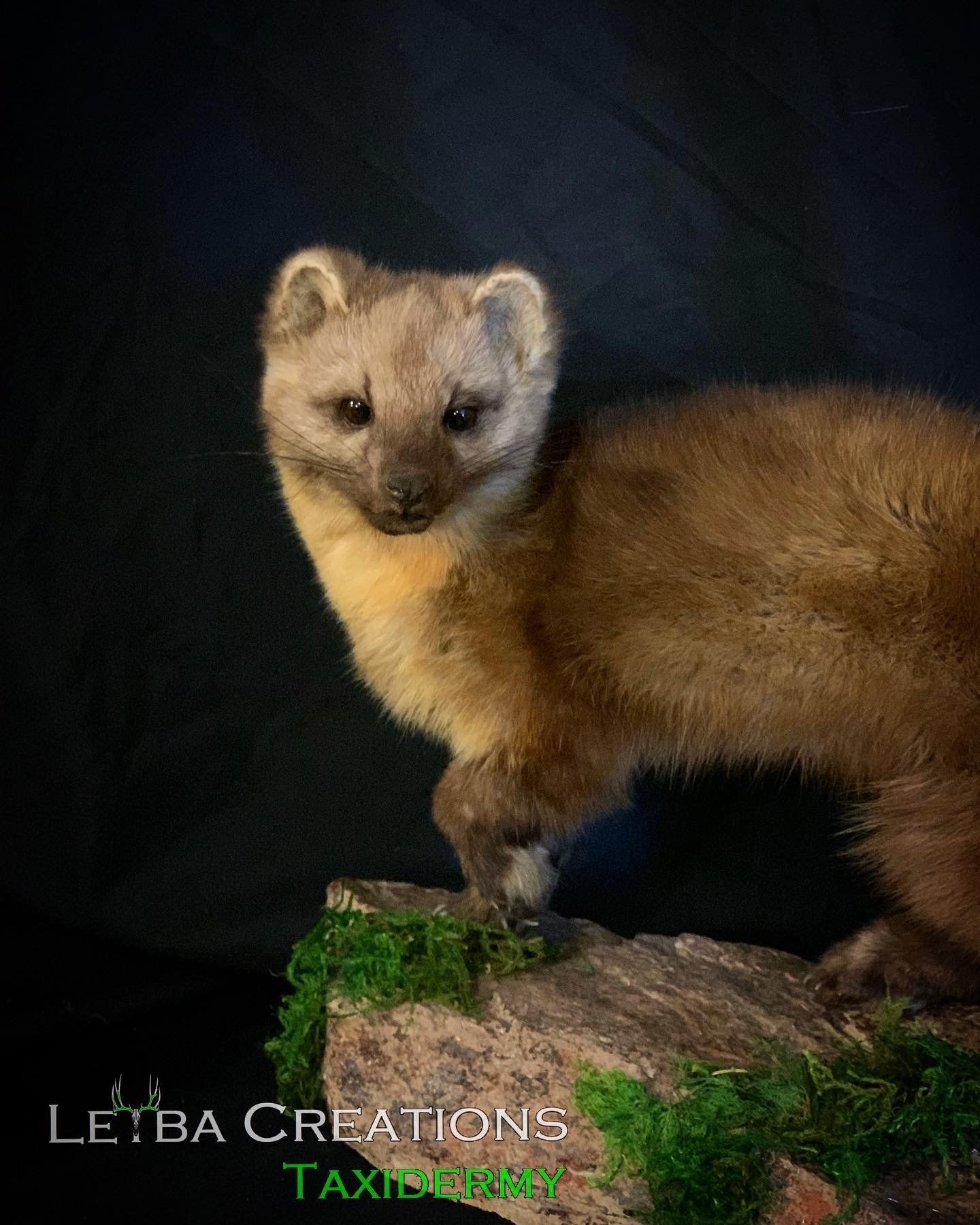 A marten is standing on top of a rock.