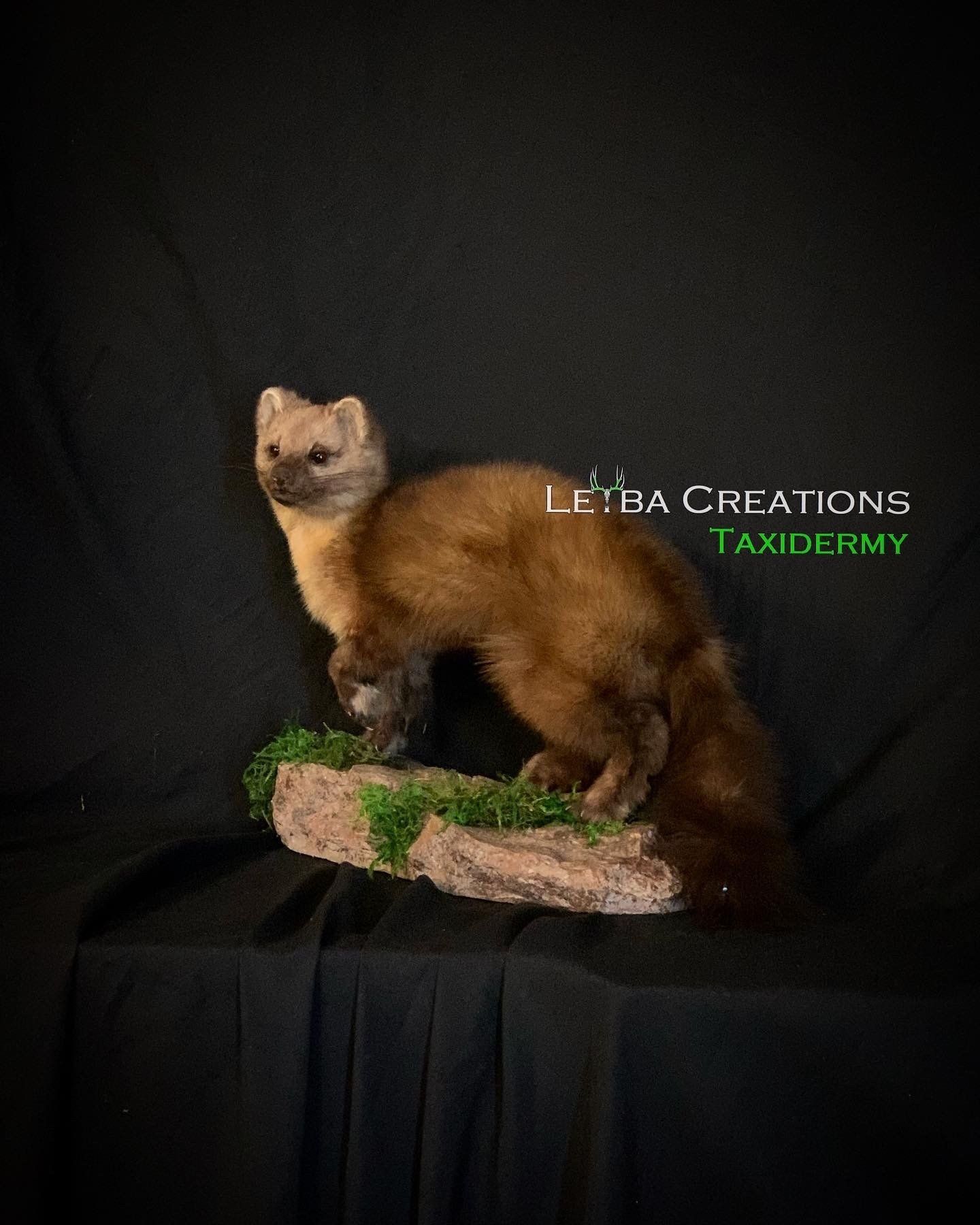 A taxidermy marten is sitting on a rock on a table.