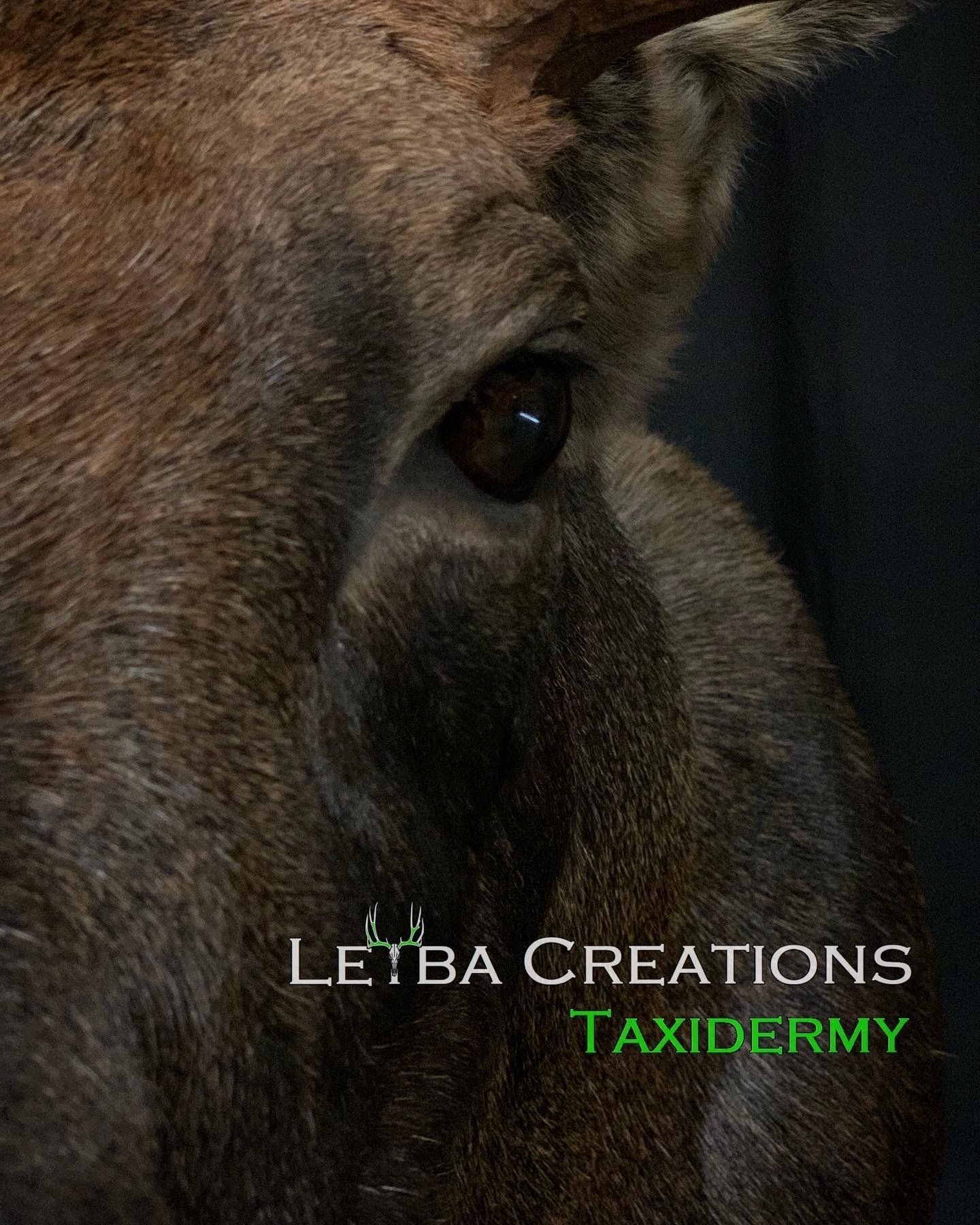 A close up of a donkey 's eye with the words taxidermy on the bottom