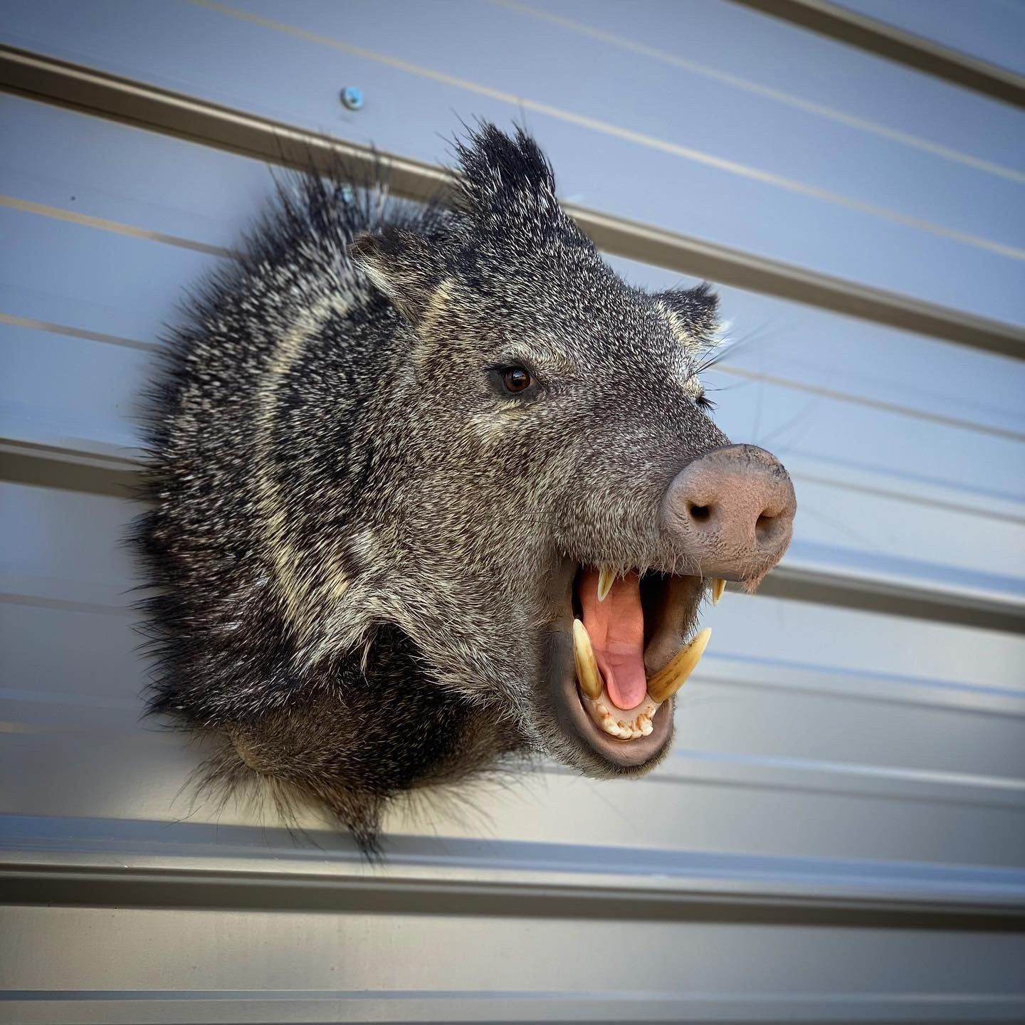A stuffed animal head of a wild boar with its mouth open