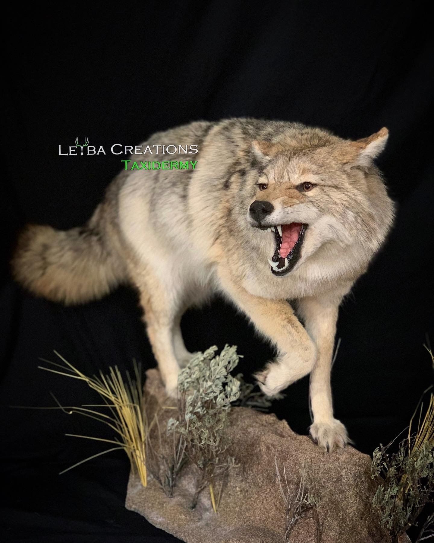 A coyote is standing on a rock with its mouth open.
