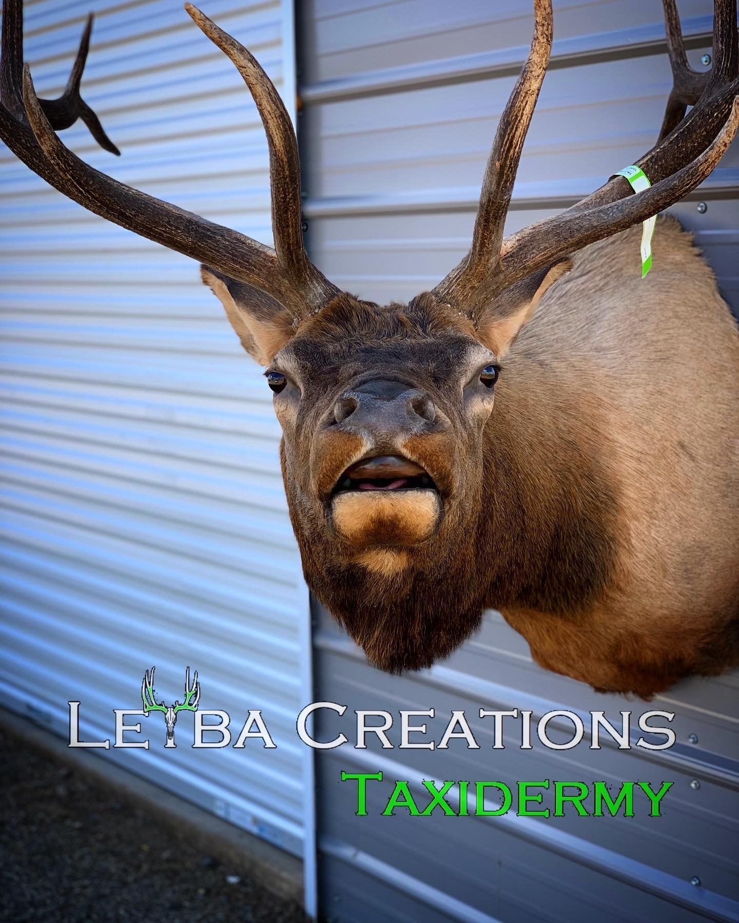 A deer with a beard is hanging on a wall.