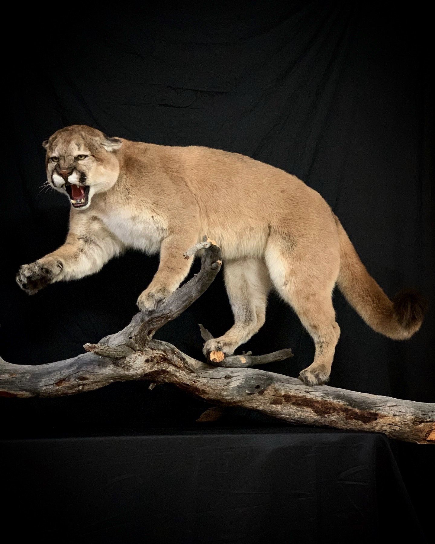 A stuffed mountain lion is standing on a tree branch with its mouth open.