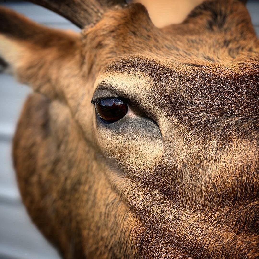 A close up of a deer 's face with horns looking at the camera.