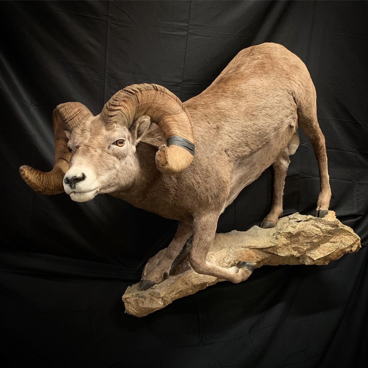 A stuffed ram with large horns is standing on a rock.