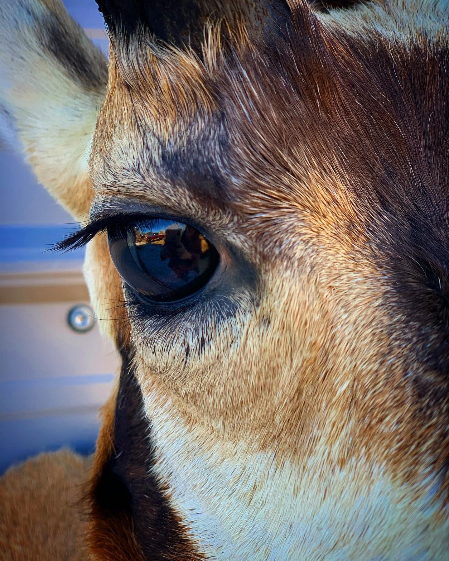 A close up of a deer 's eye with a reflection of a person in it