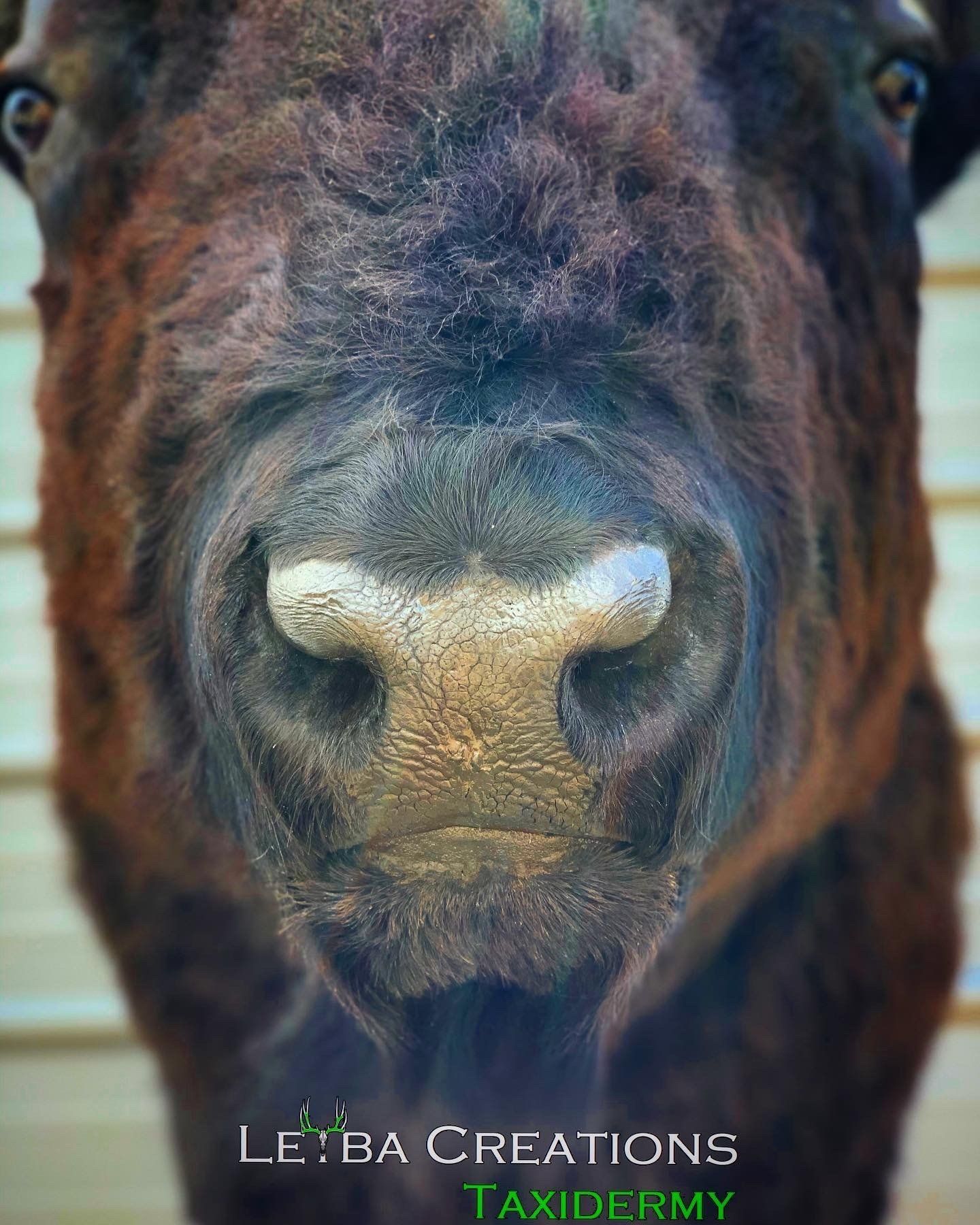 A close up of a donkey 's nose looking at the camera.