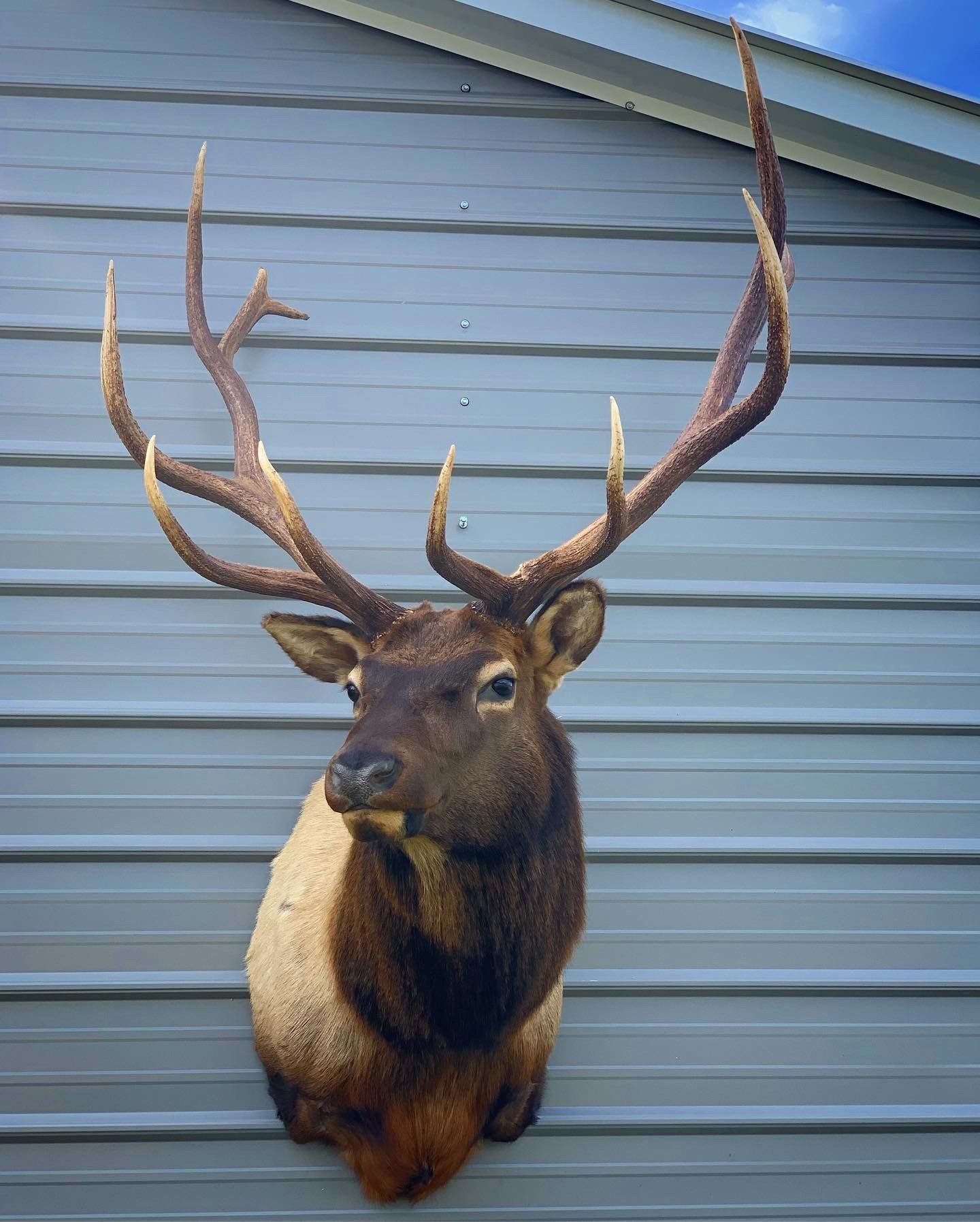 A deer head is hanging on the side of a building