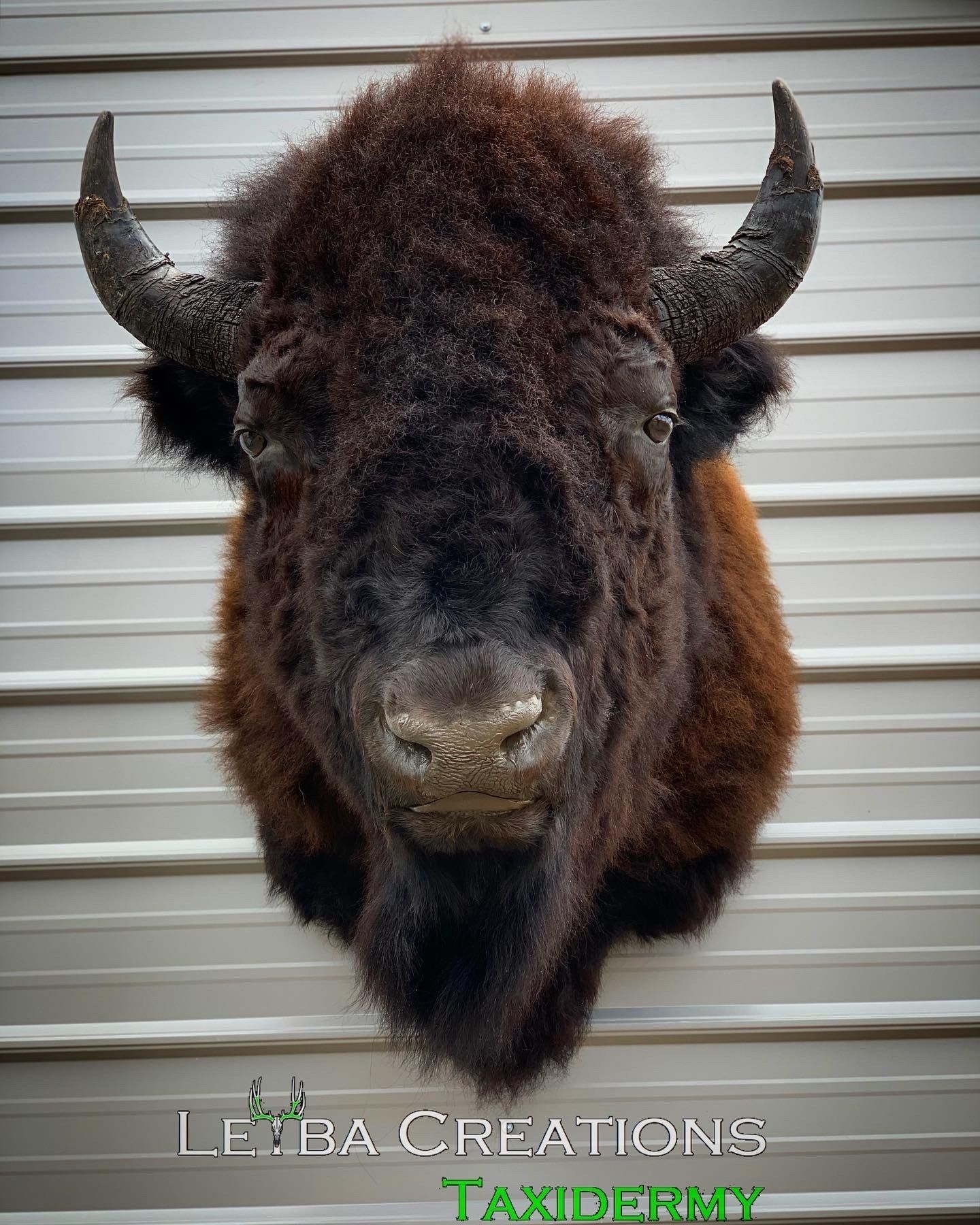 A bison head is hanging on a metal wall.