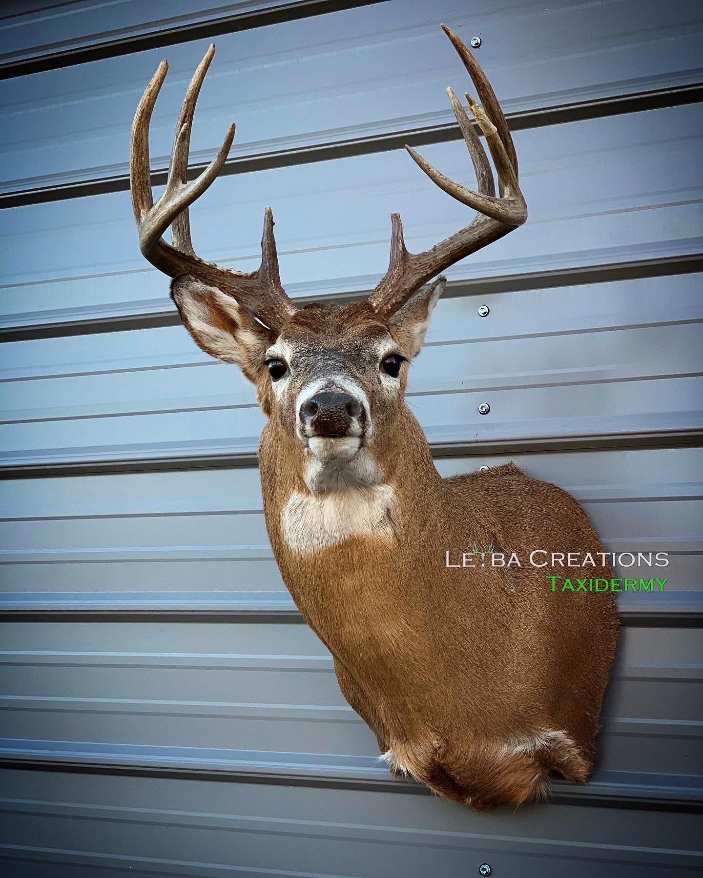 A deer head mounted on a metal wall.