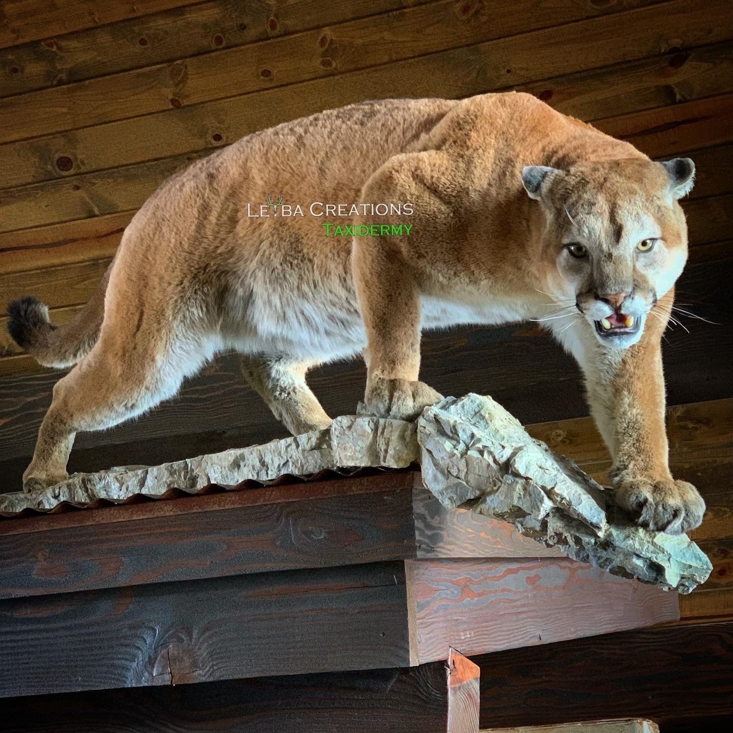 A stuffed mountain lion is standing on top of a rock.