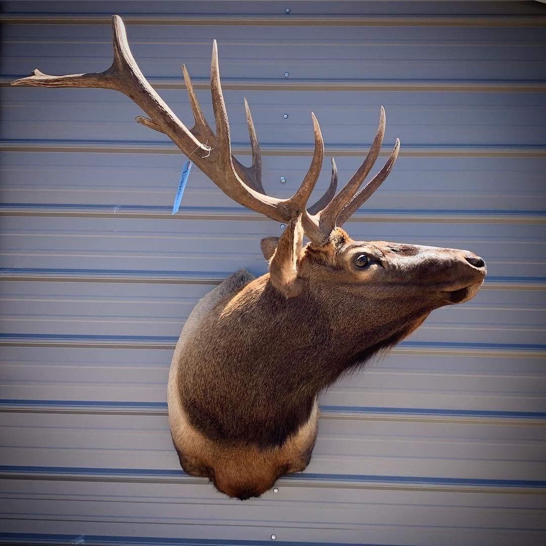A deer head is hanging on a metal wall