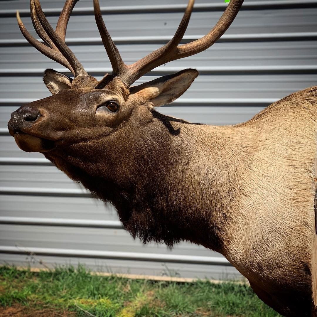 A close up of a deer with antlers standing in front of a metal wall.