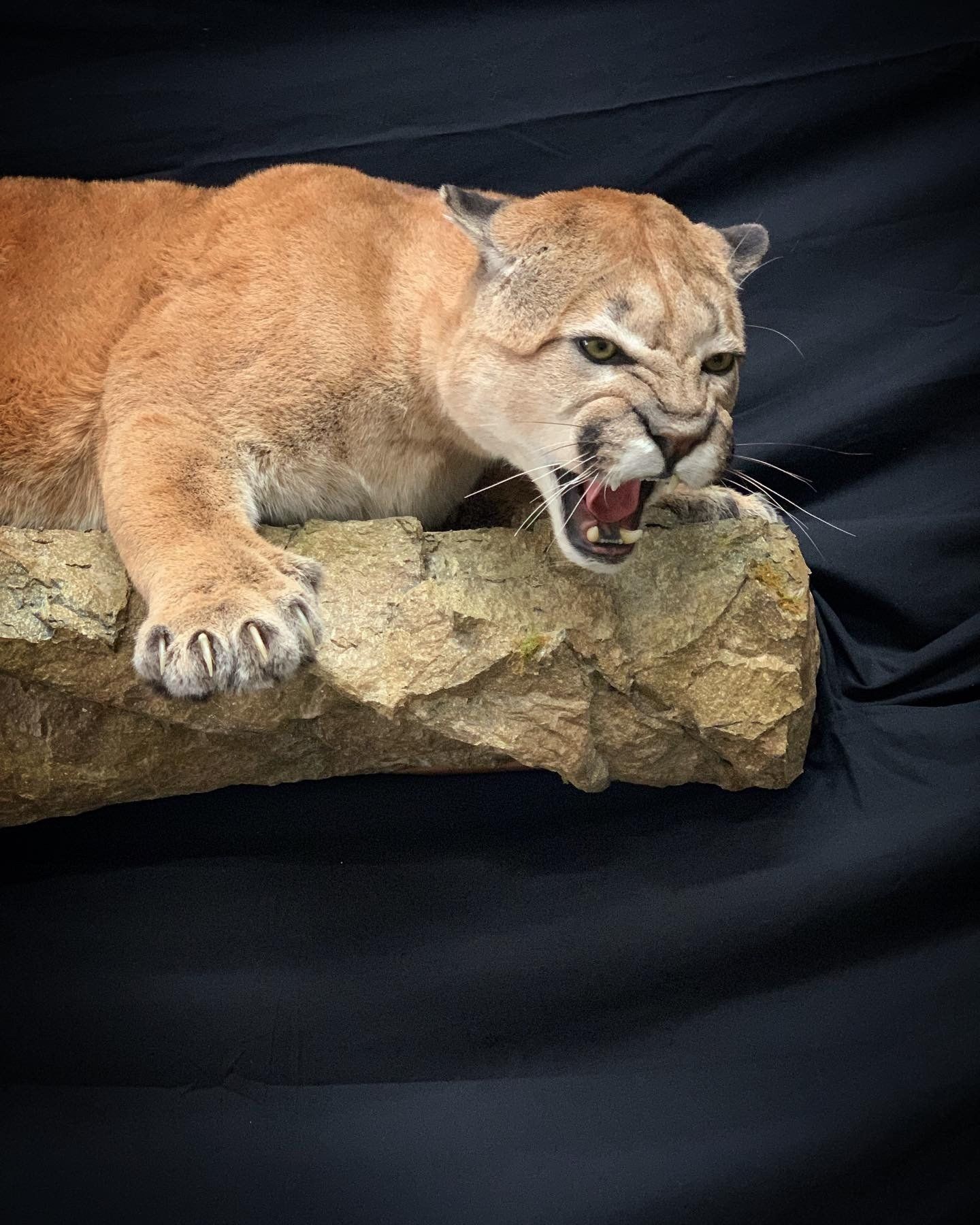 A stuffed mountain lion is laying on a rock with its mouth open.