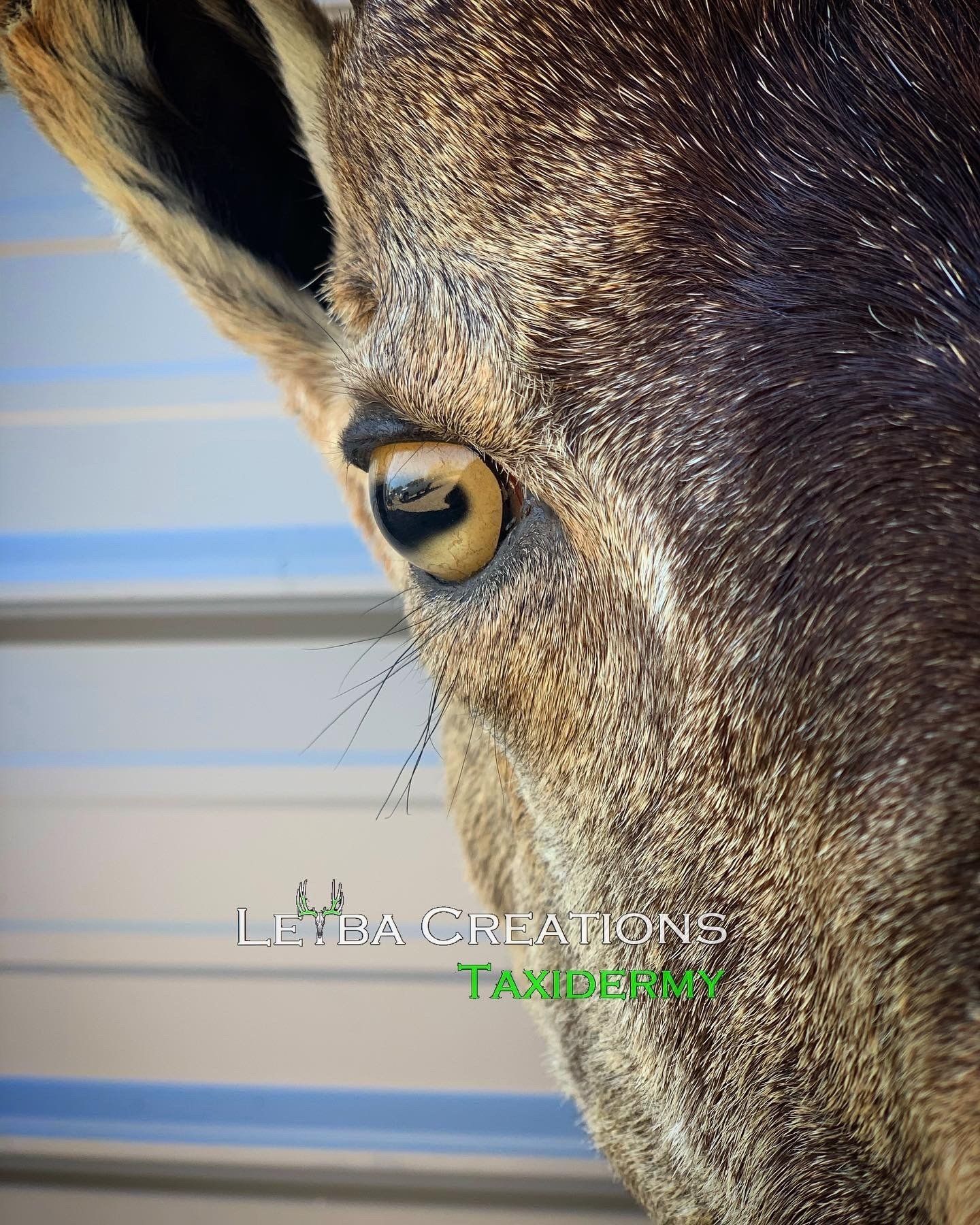 A close up of a deer 's eye with a yellow pupil.