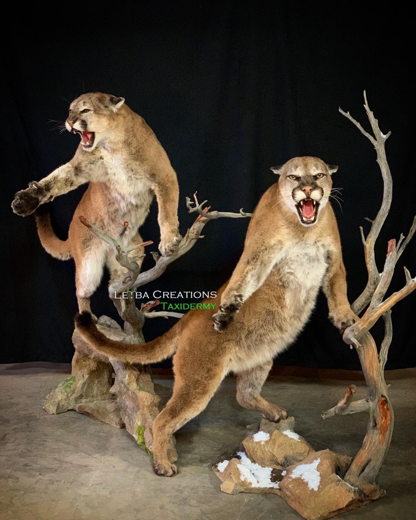 Two stuffed mountain lions are standing next to each other on a tree branch.