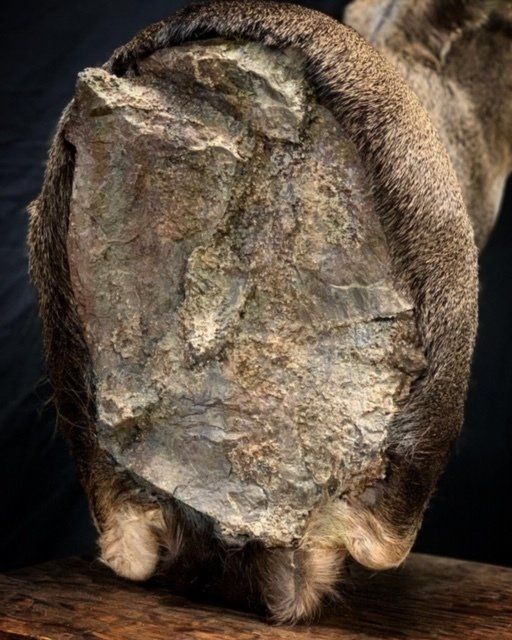 A close up of a horse 's hoof on a wooden table.