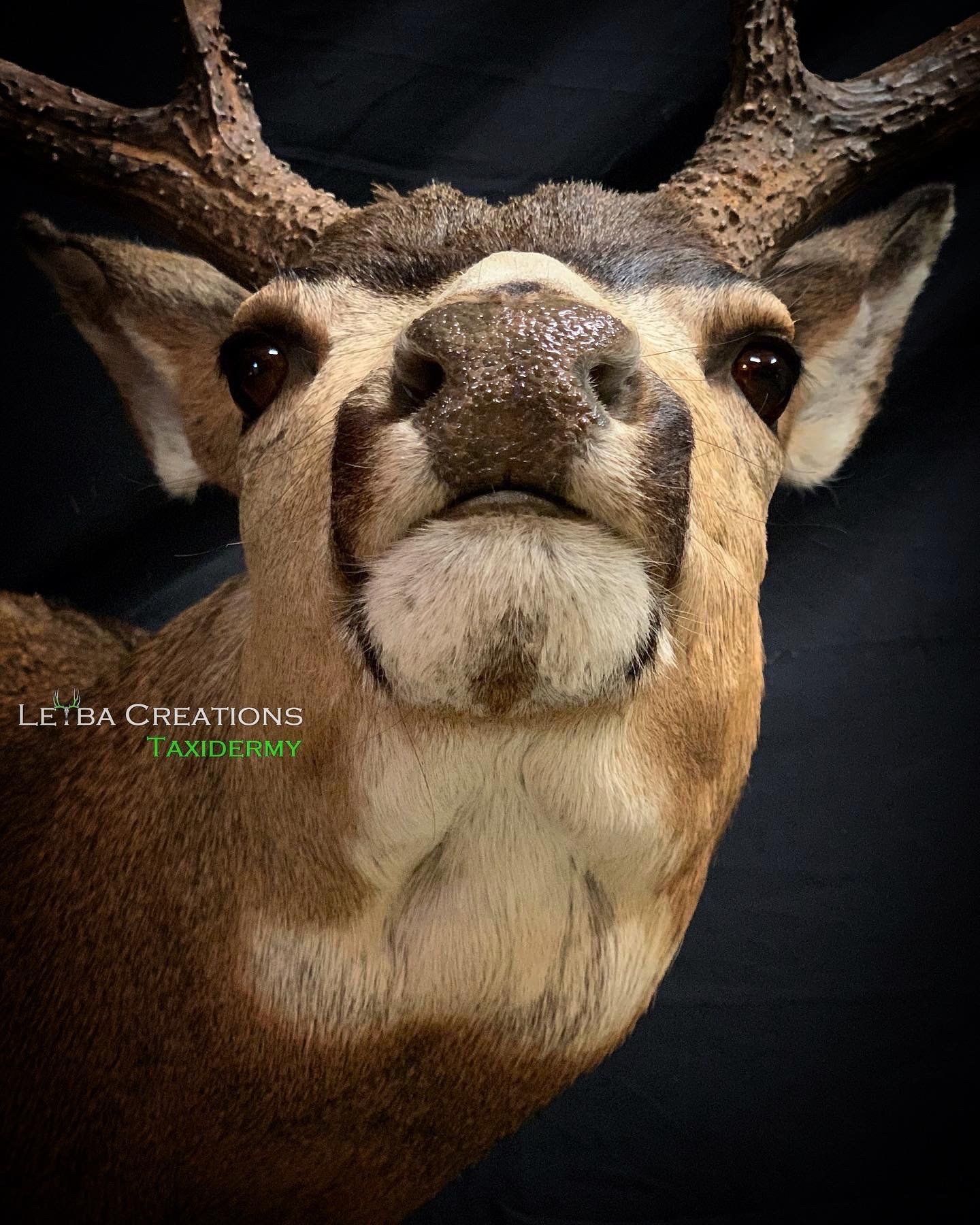 A close up of a deer 's head with a black background