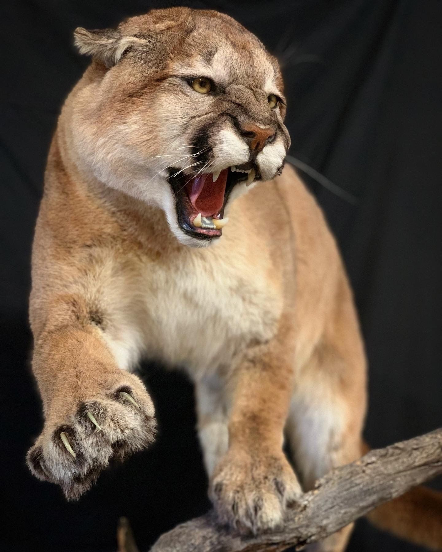 A stuffed mountain lion is standing on a tree branch with its mouth open.