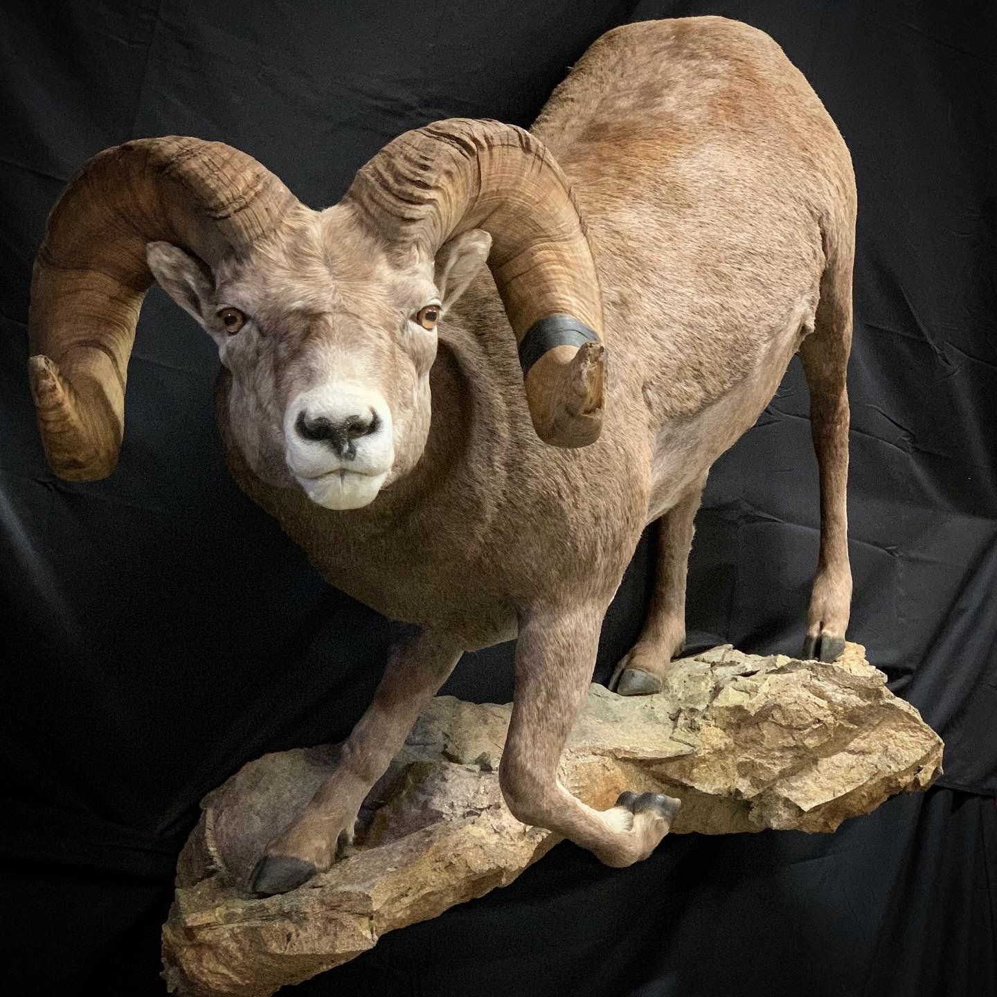 A stuffed bighorn sheep is standing on a rock.