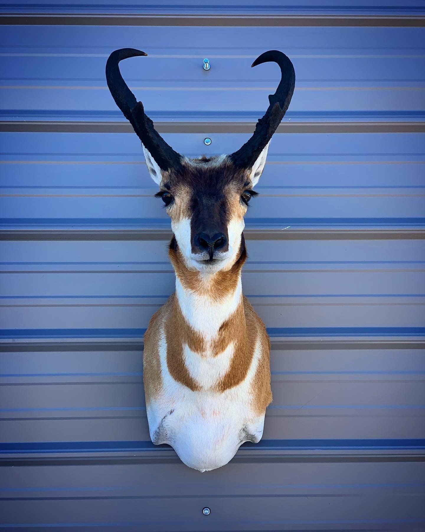 A deer head is hanging on a metal wall.