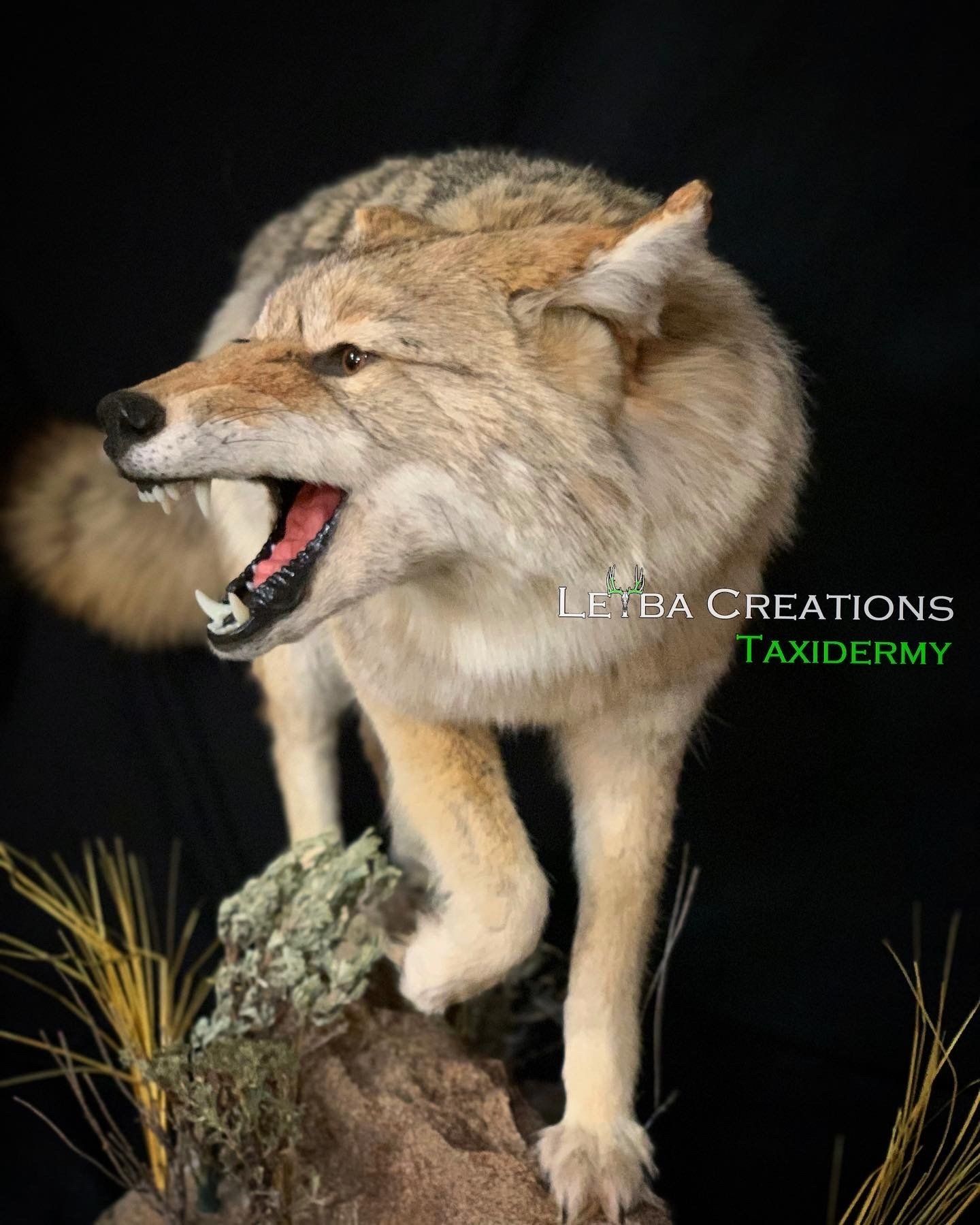 A stuffed coyote is standing on top of a rock with its mouth open.