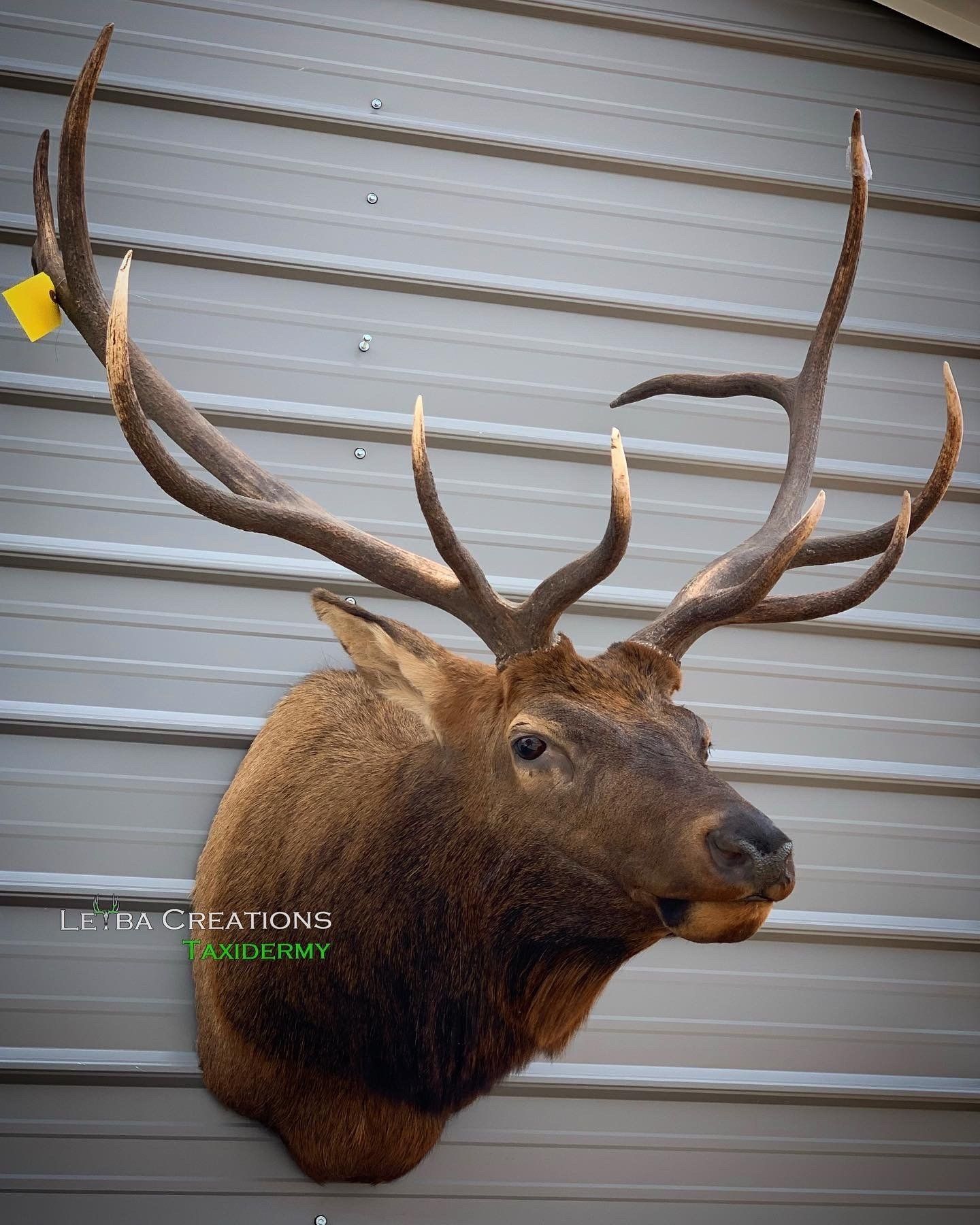 A deer head with antlers is hanging on a wall