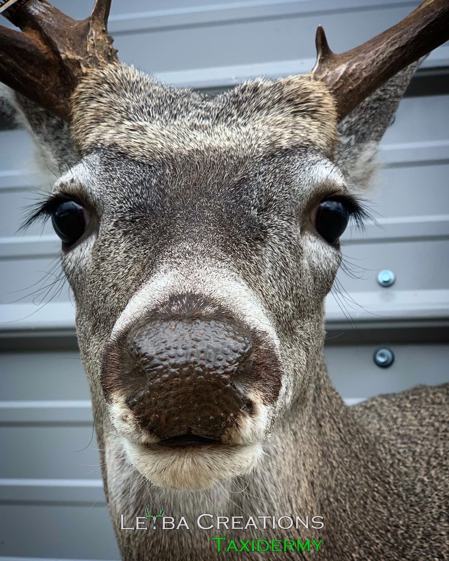 A close up of a deer 's head with antlers looking at the camera.