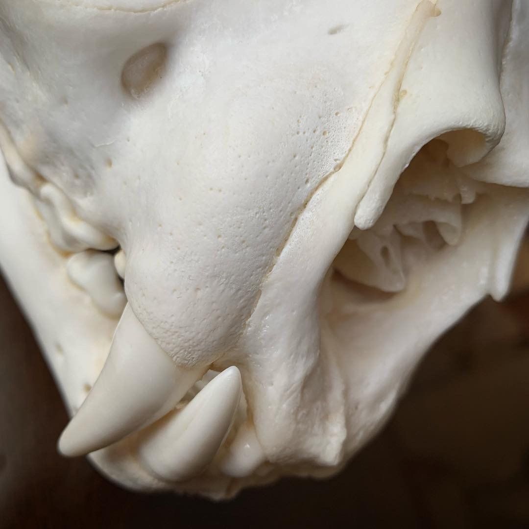 A close up of a skull with sharp teeth