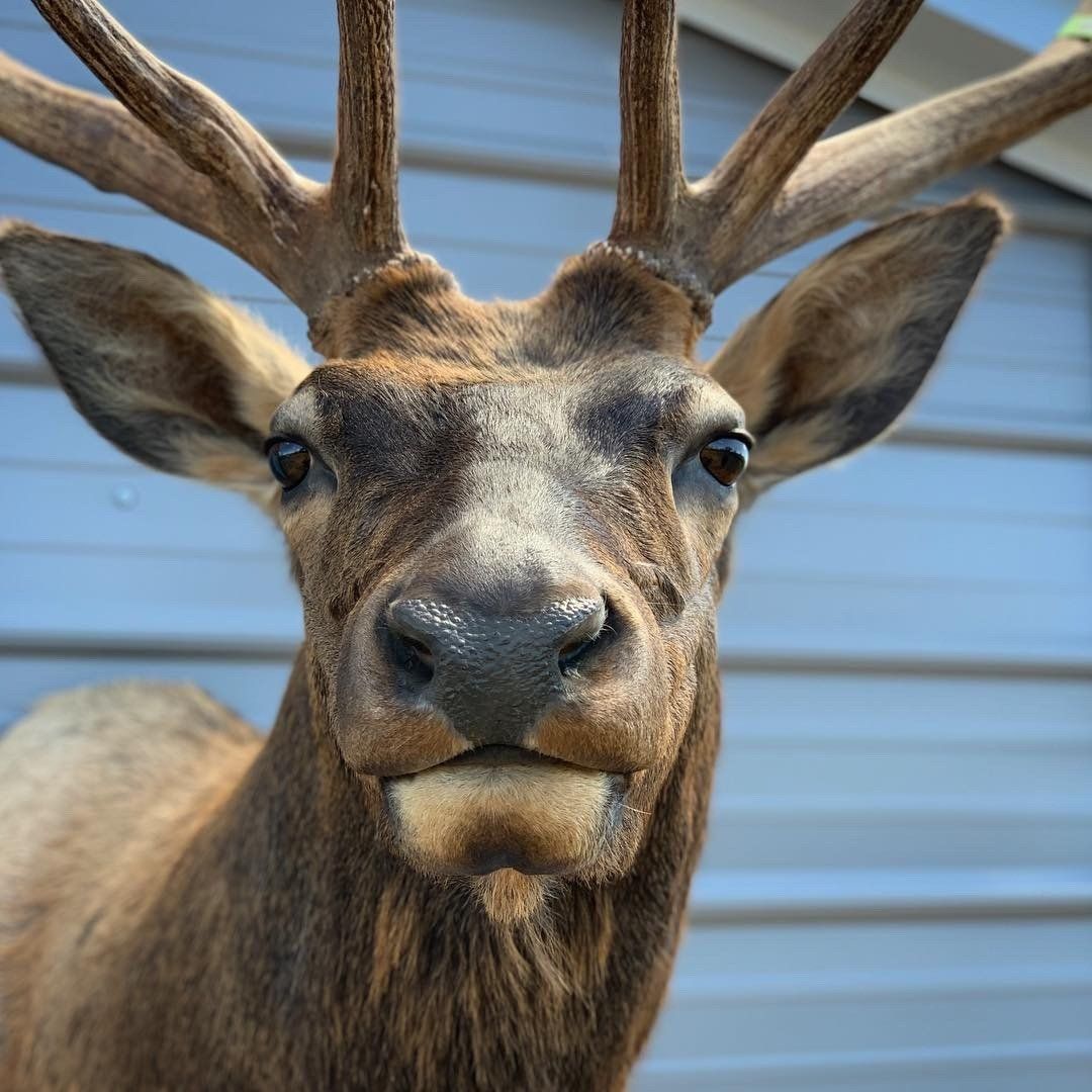 A close up of a deer with antlers looking at the camera