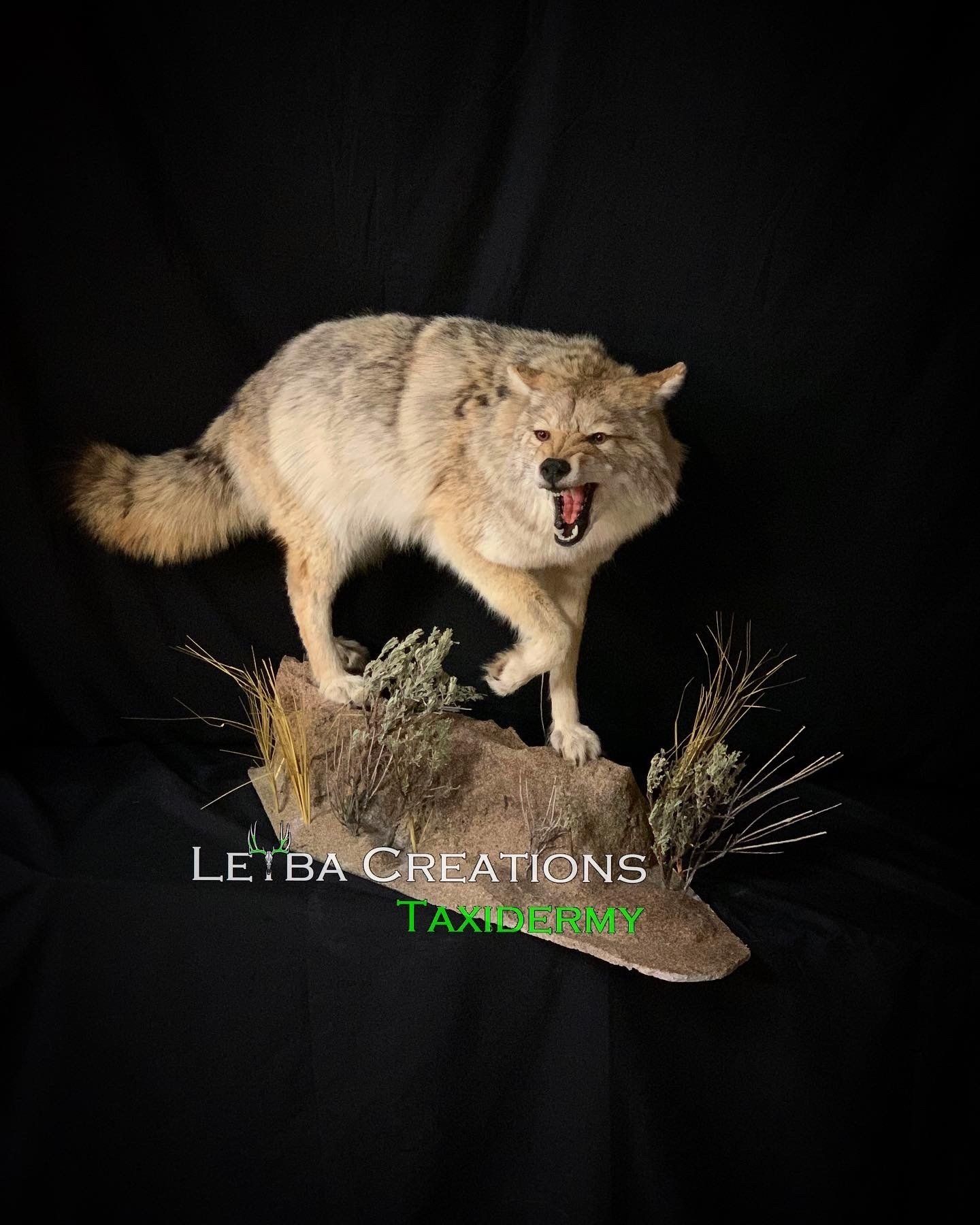 A coyote is standing on top of a rock with its mouth open.