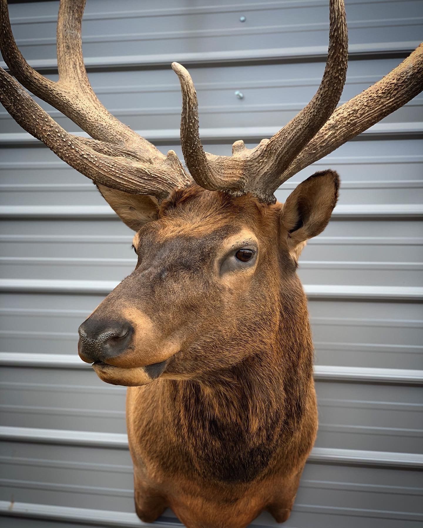 A close up of a deer head with antlers hanging on a wall.