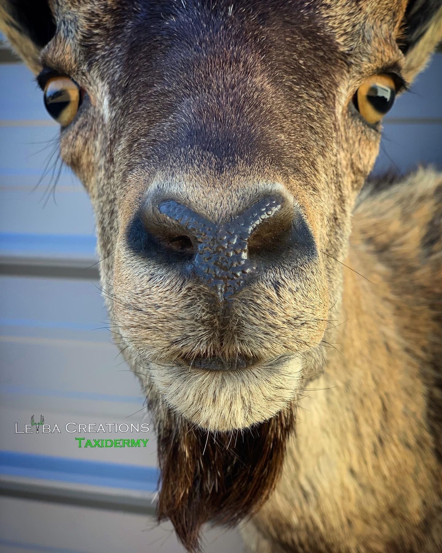 A close up of a goat 's face with a beard