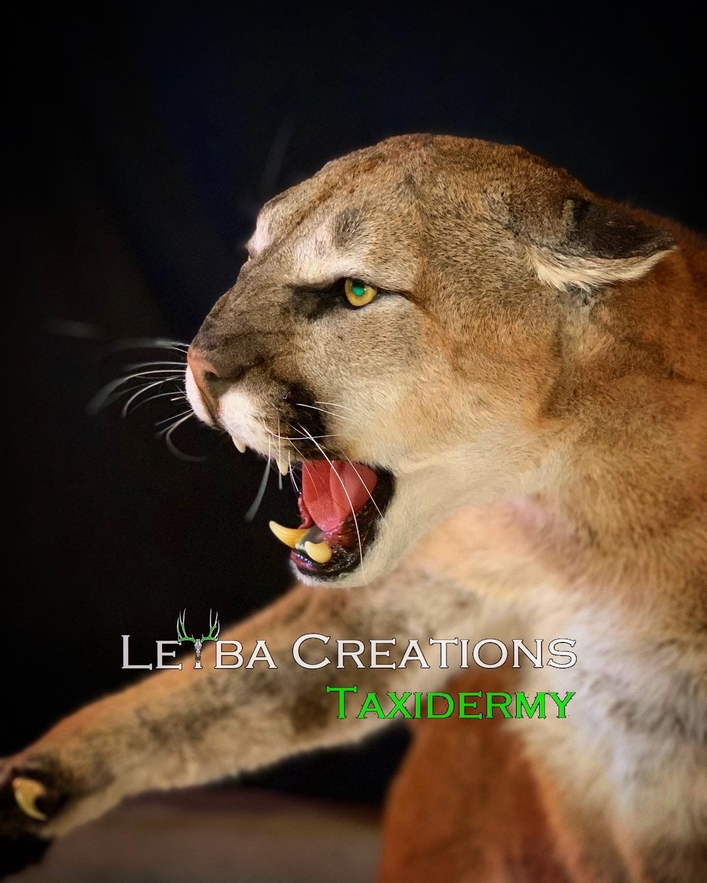 A close up of a stuffed mountain lion with its mouth open.