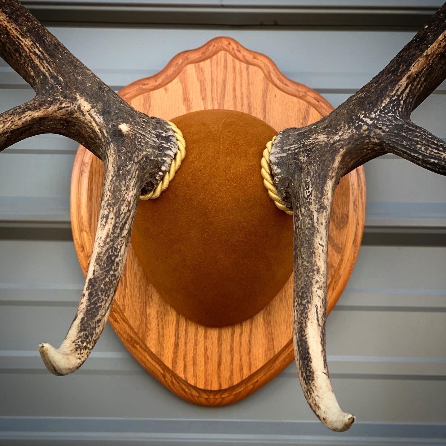 A pair of deer antlers mounted on a wooden plaque
