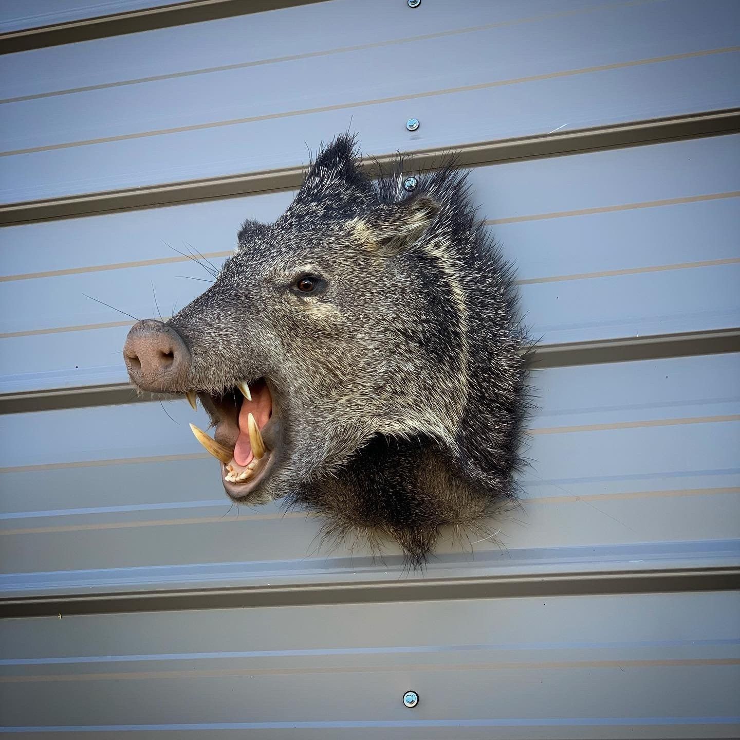 A head of a wild boar with its mouth open is hanging on a metal wall.