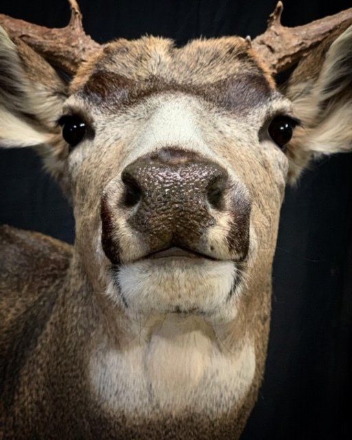 A close up of a deer 's face with a black background.