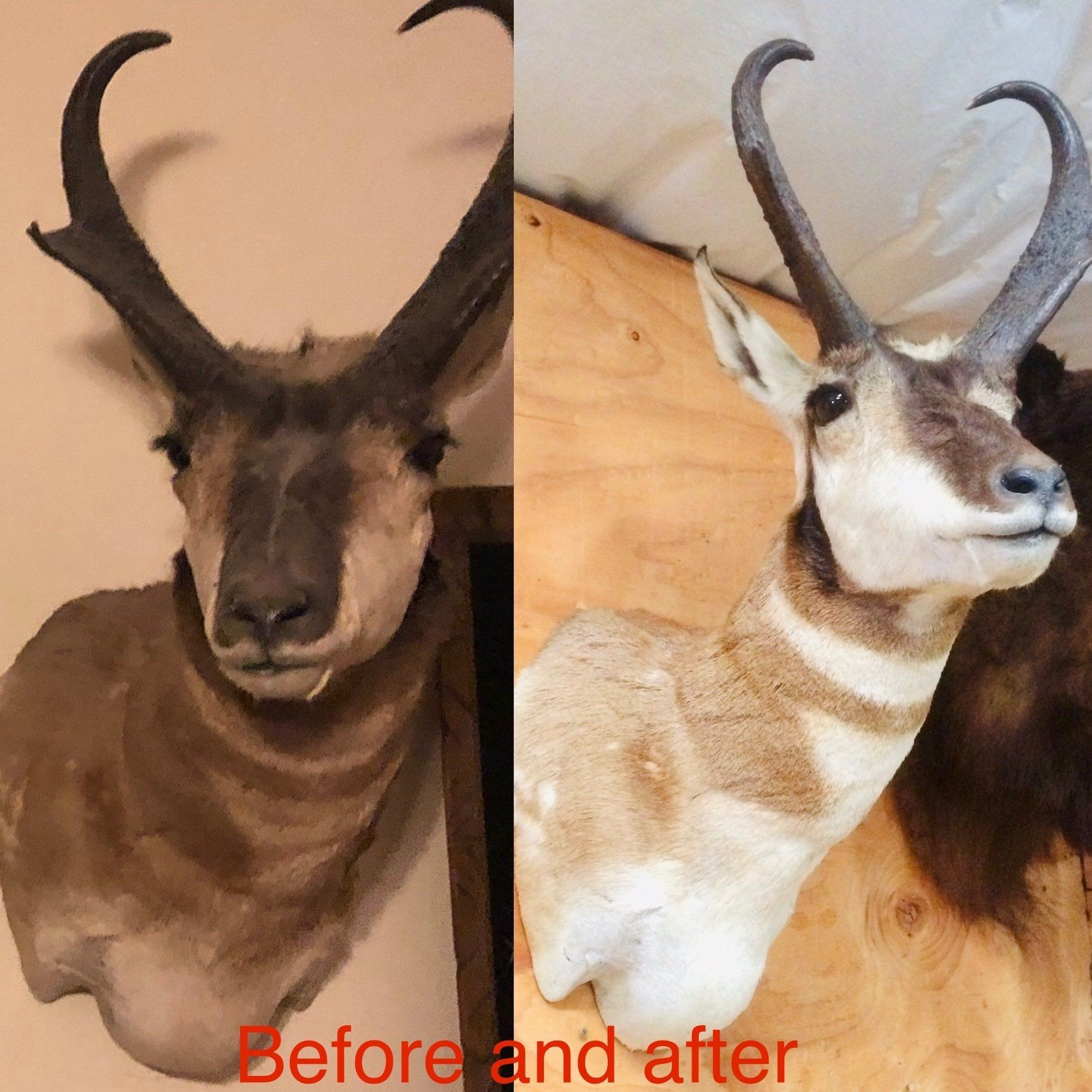 A before and after picture of a deer head
