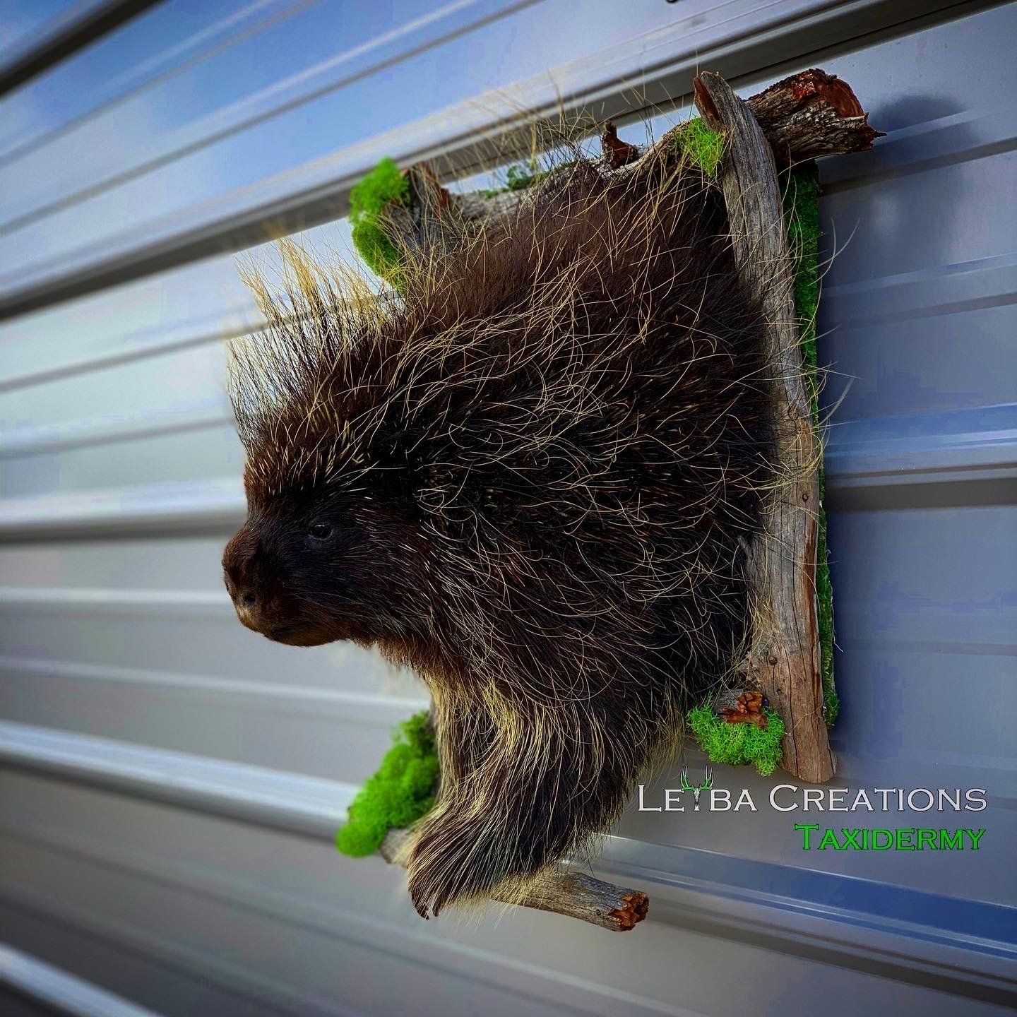 A porcupine head is hanging on a metal wall