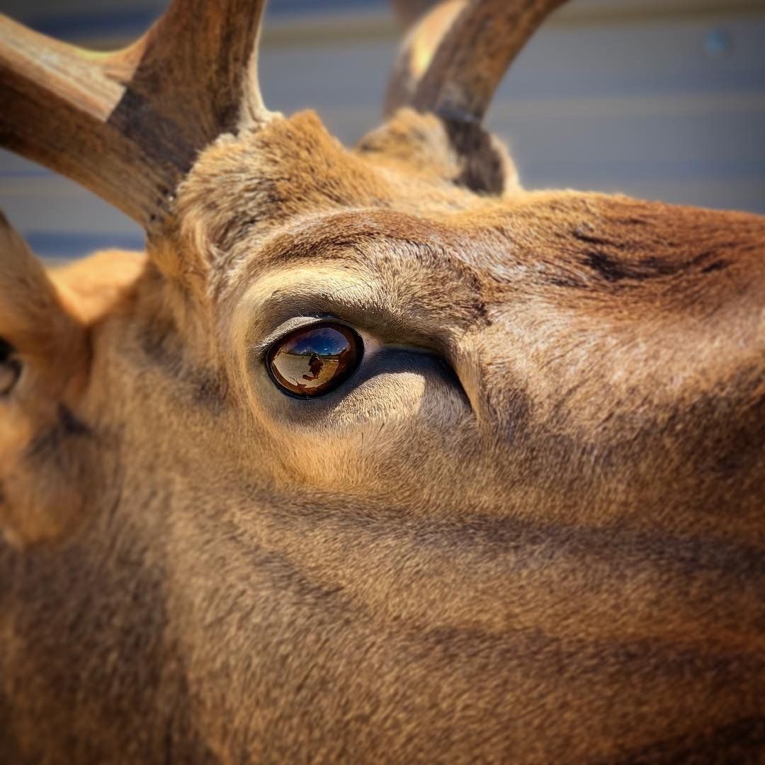 A close up of a deer 's face with antlers