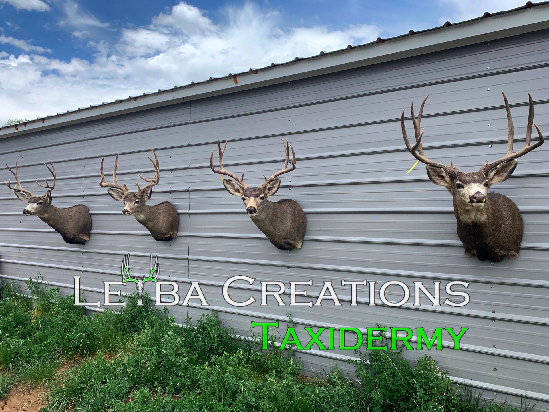 Four deer heads are hanging on the side of a building.