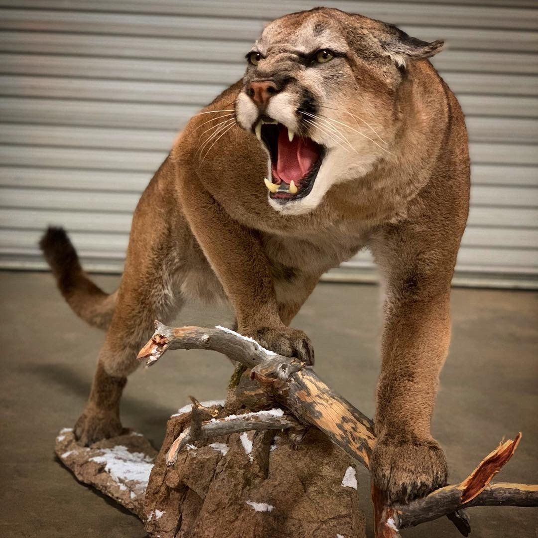 A stuffed mountain lion is standing on top of a deer head.