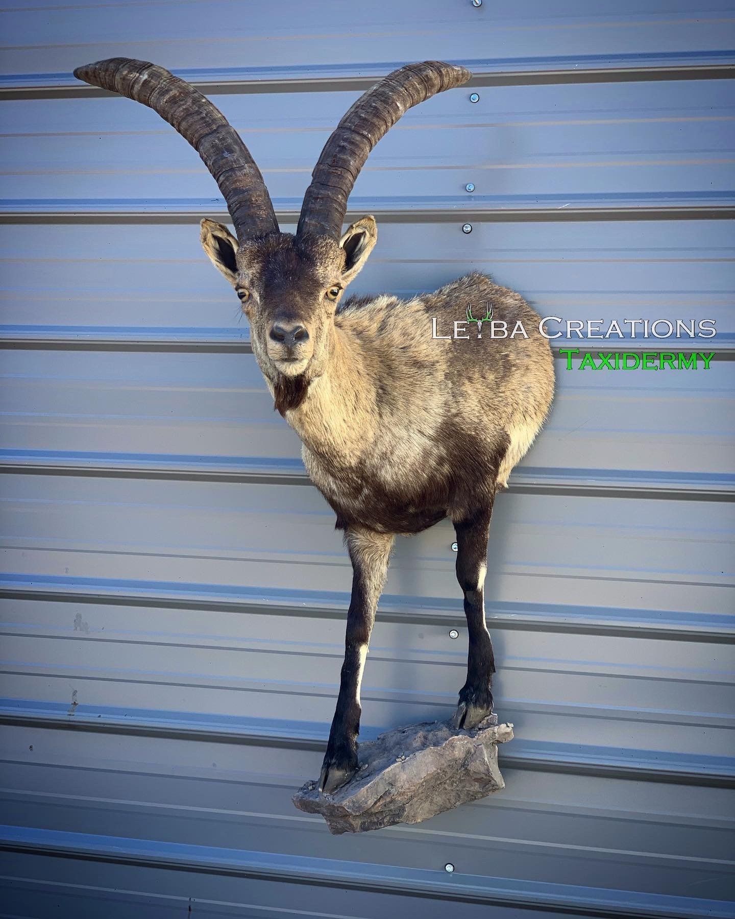 A goat with long horns is standing next to a wall.