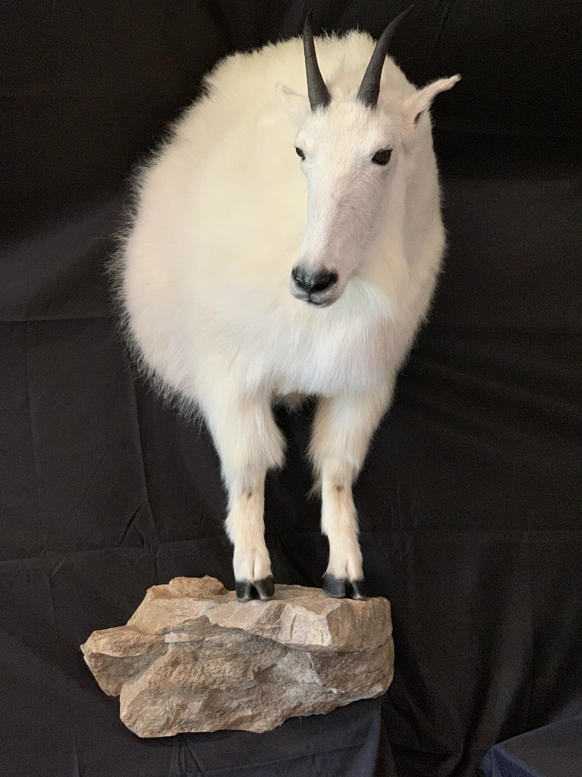 A white goat with horns is standing on a rock