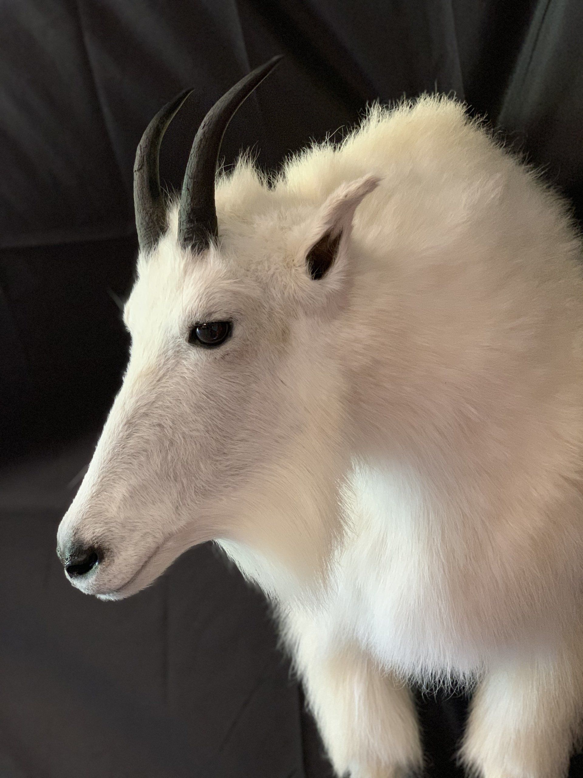 A stuffed mountain goat with horns is sitting on a couch.