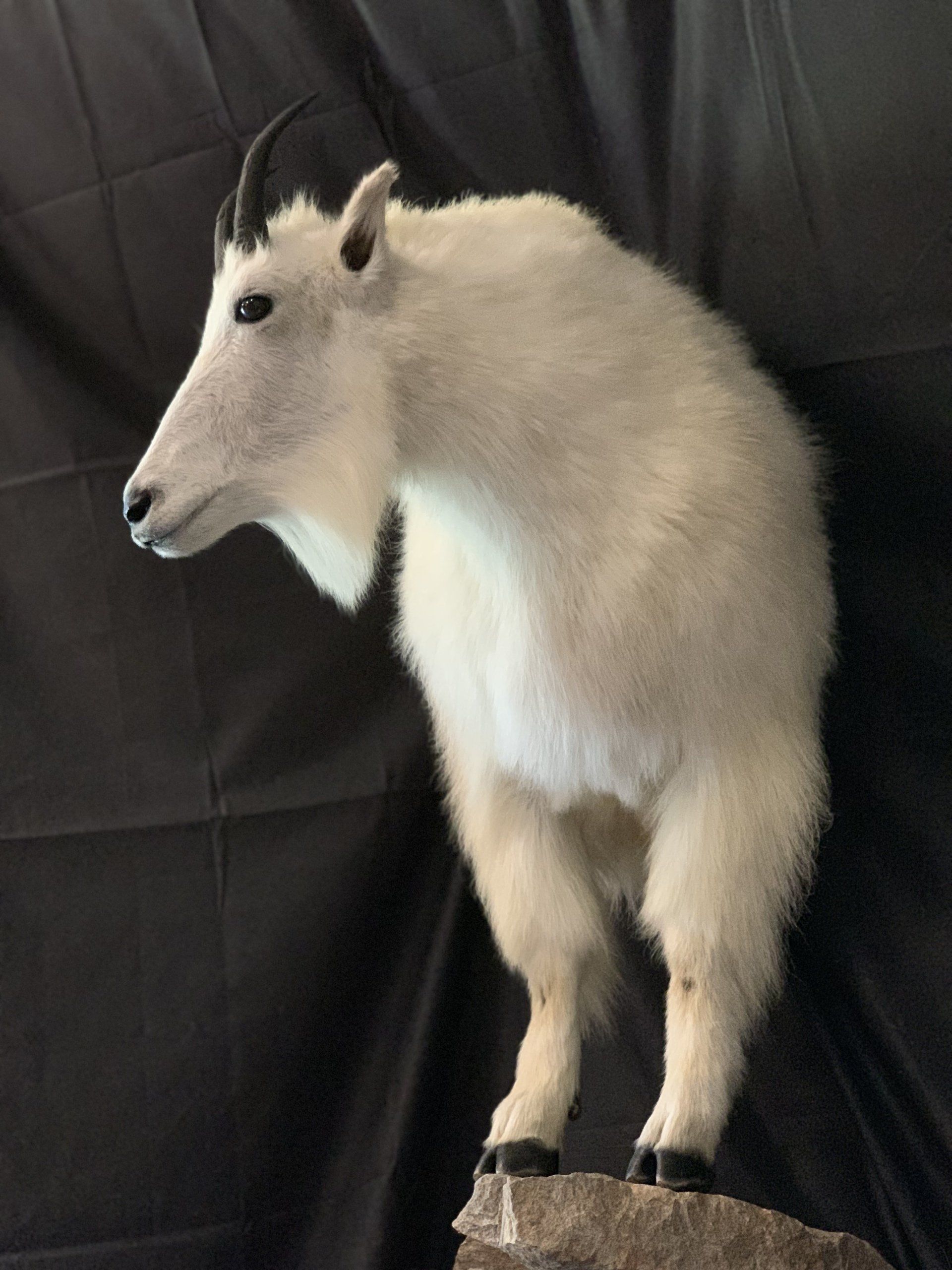 A stuffed mountain goat is standing on a rock.